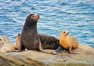 La Jolla Seals Photo
